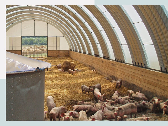 Строительство свинарников в Сургуте